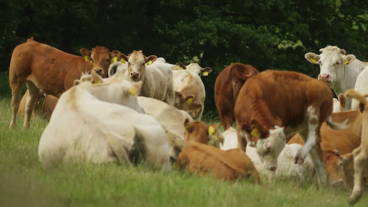 Hollandia milk origin